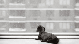 Illustration for article titled Aging In America: Dog Edition